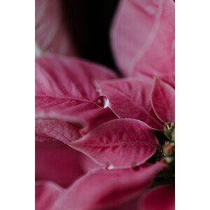 Umělecká fotografie Macro pink flowers, Javier Pardina, (26.7 x 40 cm)