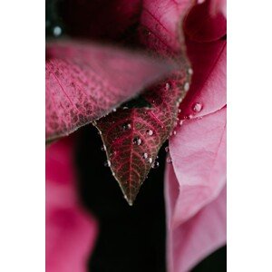 Umělecká fotografie Beautiful detail of pink flowers, Javier Pardina, (26.7 x 40 cm)