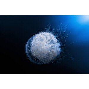 Umělecká fotografie Jellyfish, Barathieu Gabriel, (40 x 26.7 cm)