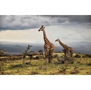 Umělecká fotografie Giraffe, Giuseppe DAmico, (40 x 26.7 cm)