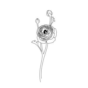 Ilustrace Ranunculus line art, Blursbyai, (26.7 x 40 cm)