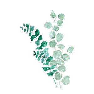 Ilustrace Eucalyptus two ways, Blursbyai, (26.7 x 40 cm)