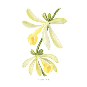 Ilustrace Watercolor vanilla orchid illustration, Blursbyai, (26.7 x 40 cm)