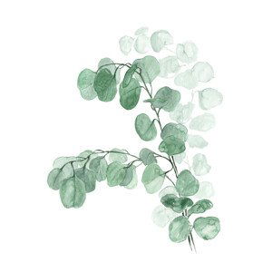 Ilustrace Watercolor silver dollar eucalyptus, Blursbyai, (30 x 40 cm)