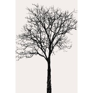 Ilustrace Black Birch, Kubistika, (26.7 x 40 cm)