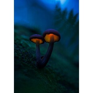 Umělecká fotografie Glowing mushrooms, Kirill Volkov, (26.7 x 40 cm)