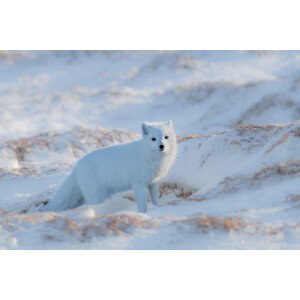 Umělecká fotografie Arctic fox, Jie Fischer, (40 x 26.7 cm)