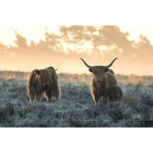 Umělecká fotografie Three Highlanders, Jaap van den, (40 x 26.7 cm)