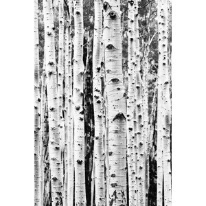 Umělecká fotografie Birch trunks, Sisi & Seb, (26.7 x 40 cm)