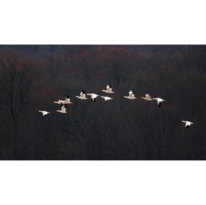 Umělecká fotografie Snow Geese #2, 李从军 / Austin, (40 x 22.5 cm)