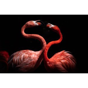 Umělecká fotografie Flamingos, Eiji Itoyama, (40 x 26.7 cm)