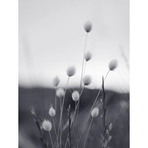 Umělecká fotografie Field Grass, Sisi & Seb, (30 x 40 cm)