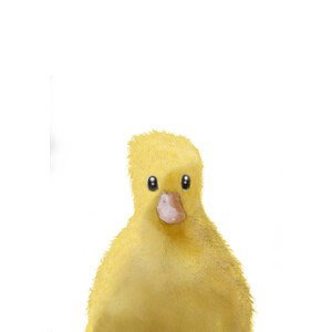 Ilustrace Duck, Studio Collection, (26.7 x 40 cm)