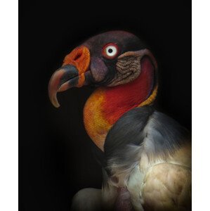 Umělecká fotografie King vulture-Sarcoramphus papa, Ferdinando Valverde, (35 x 40 cm)