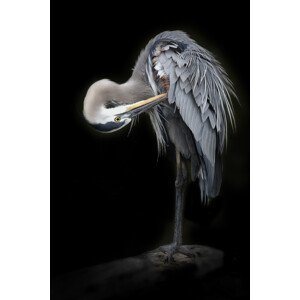 Umělecká fotografie The Great Blue Heron, Linda D Lester, (26.7 x 40 cm)