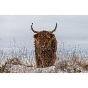 Umělecká fotografie Highlander in Snow, Jaap van den, (40 x 26.7 cm)