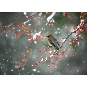 Umělecká fotografie First Snow, Hong Chen, (40 x 30 cm)