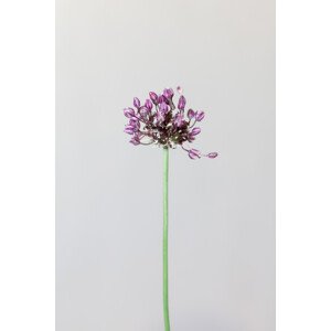 Umělecká fotografie Chive flower, Studio Collection, (26.7 x 40 cm)