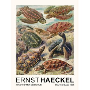 Obrazová reprodukce Chelonia–Schildkröten / Turtles (Vintage Academia) - Ernst Haeckel, (30 x 40 cm)