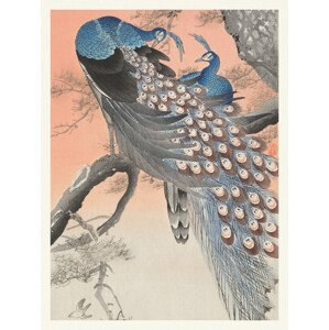 Obrazová reprodukce Two Peackcoks on a Peach Branch (Japandi Vintage) - Ohara Koson, (30 x 40 cm)