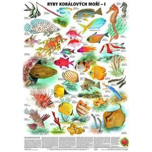 Plakát - Ryby korálových moří 1. díl