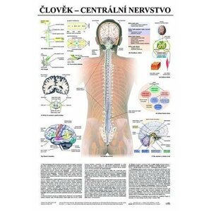 Plakát - Člověk - centrální nervstvo