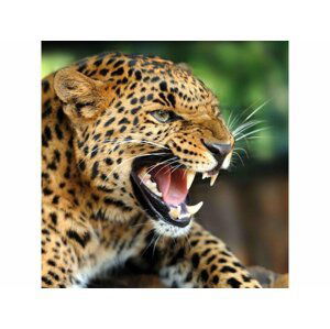 Pohlednice leopard 3D